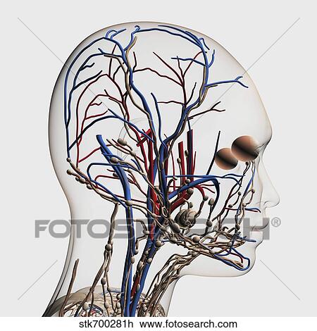 Medical illustration of head arteries, veins and lymphatic system. View Large Illustration Drawing - Medical illustration of head arteries, veins and lymphatic system.. Fotosearch