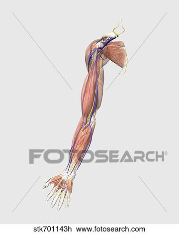 Drawing - Medical illustration of human arm muscles, veins and nerves.. Fotosearch