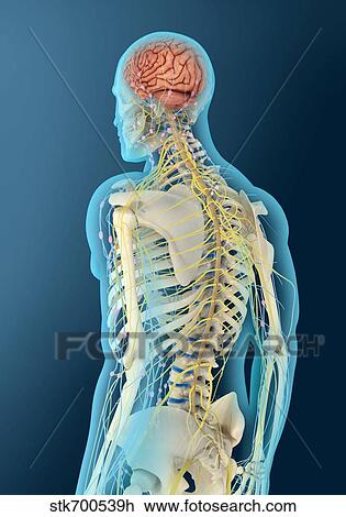 Drawing - Medical illustration of human brain and brain stem.. Fotosearch