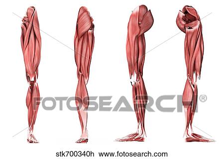 Medical illustration of human leg muscles, four side views. View Large Illustration Drawing - Medical illustration of human leg muscles, four side views.. Fotosearch