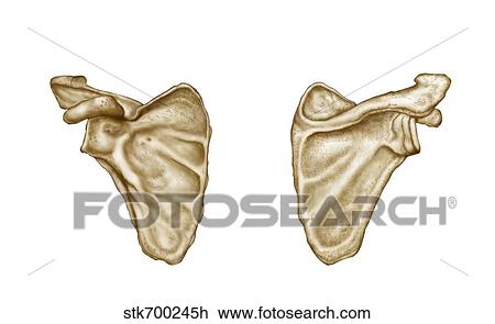 Medical illustration of human scapula bone. View Large Illustration Drawing - Medical illustration of human scapula bone.. Fotosearch