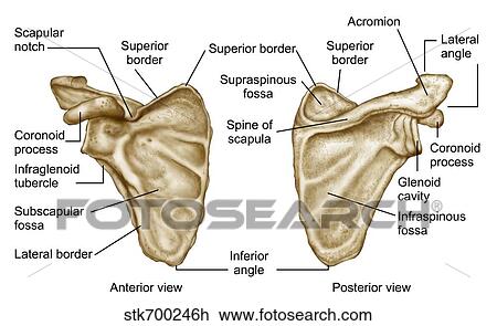 Drawing - Medical illustration of human scapula bone.. Fotosearch