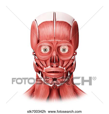Drawing - Medical illustration of male facial muscles, front view.. Fotosearch