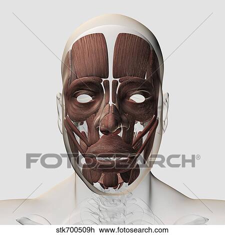 Drawing - Medical illustration of male facial muscles, front view.. Fotosearch