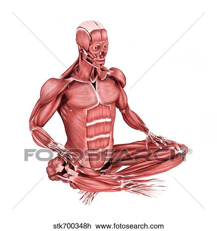 Drawing - Medical illustration of male muscles in a sitting position.. Fotosearch