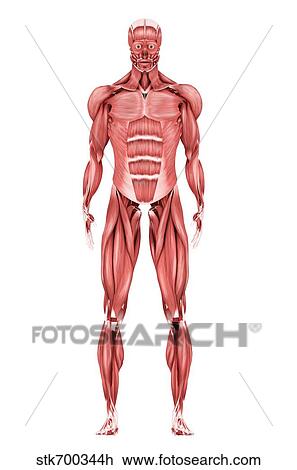 Drawing - Medical illustration of male muscular system, front view.. Fotosearch