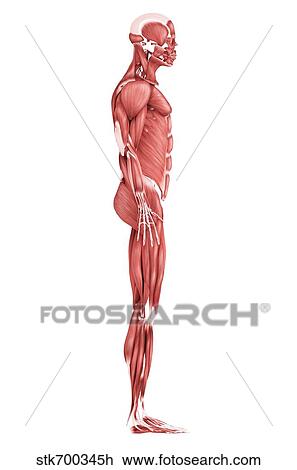 Medical illustration of male muscular system, side view. View Large Illustration Drawing - Medical illustration of male muscular system, side view.. Fotosearch