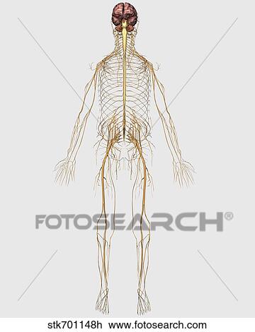 Drawing - Medical illustration of peripheral nervous system with brain.. Fotosearch