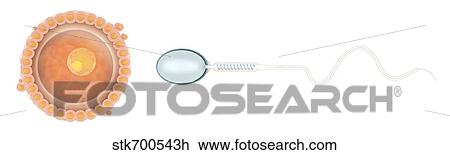 Medical illustration of sperm and ovum. View Large Illustration Drawing - Medical illustration of sperm and ovum.. Fotosearch