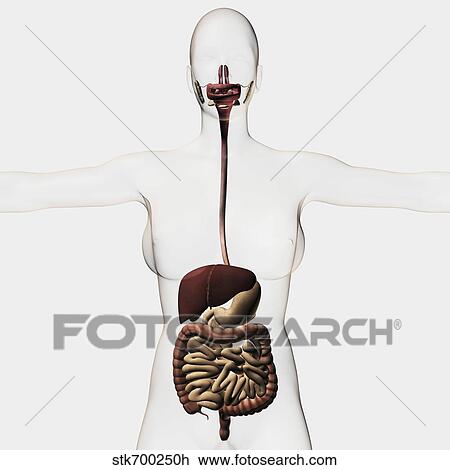 Medical illustration of the human digestive system. View Large Illustration Drawing - Medical illustration of the human digestive system.. Fotosearch
