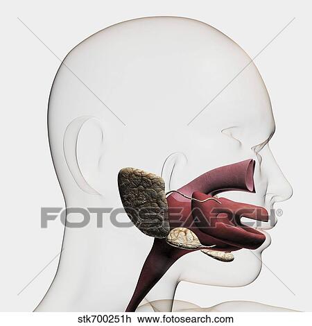 Medical illustration of the human digestive system. View Large Illustration Drawing - Medical illustration of the human digestive system.. Fotosearch