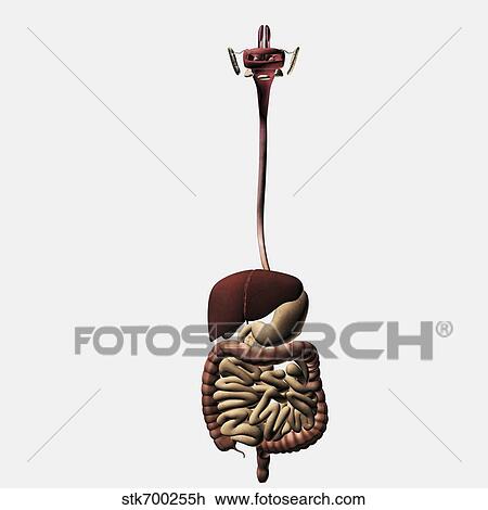 Drawing - Medical illustration of the human digestive system.. Fotosearch