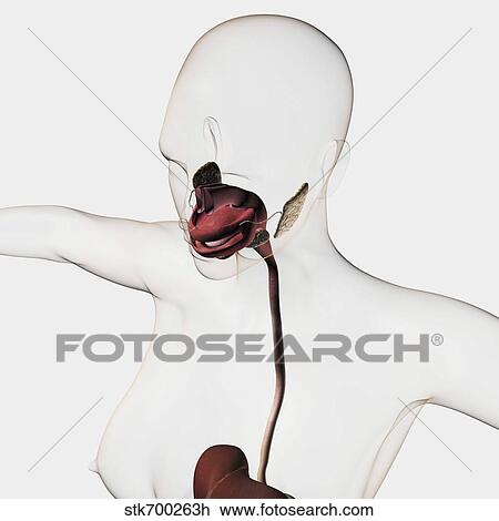 Medical illustration of the human digestive system. View Large Illustration Drawing - Medical illustration of the human digestive system.. Fotosearch