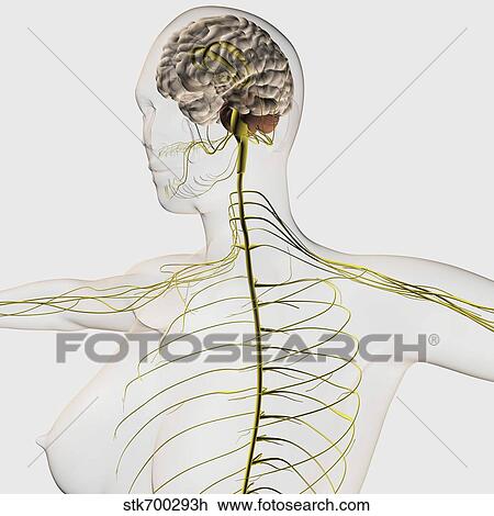 Drawing - Medical illustration of the human nervous system and brain.. Fotosearch
