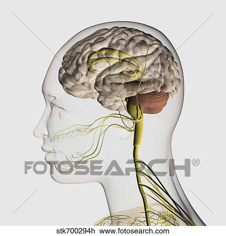 Drawing - Medical illustration of the human nervous system and brain.. Fotosearch