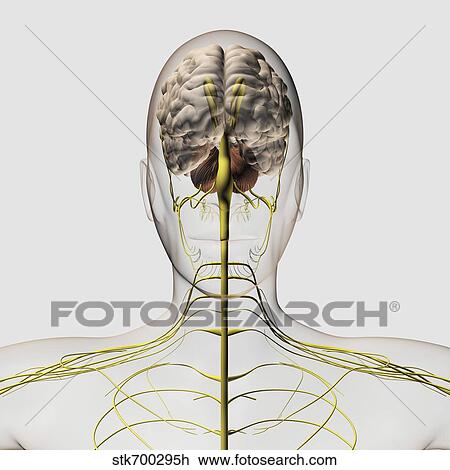 Drawing - Medical illustration of the human nervous system and brain.. Fotosearch
