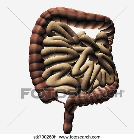Medical illustration of the large intestine and small intestine. View Large Illustration Drawing - Medical illustration of the large intestine and small intestine.. Fotosearch