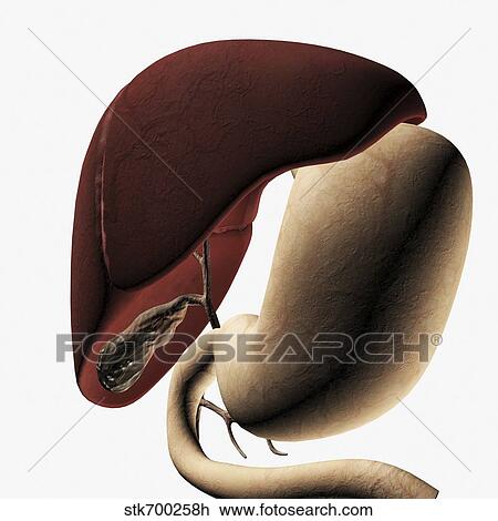 Medical illustration of the liver and stomach. View Large Illustration Drawing - Medical illustration of the liver and stomach.. Fotosearch