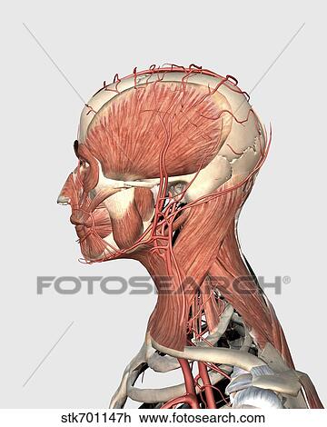 Medical illustration showing human head and neck muscles with veins View Large Illustration Drawing - Medical illustration showing human head and neck muscles with veins. Fotosearch