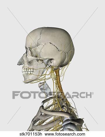 Drawing - Medical illustration showing thyroid cartilage and nerves around neck and head area.. Fotosearch