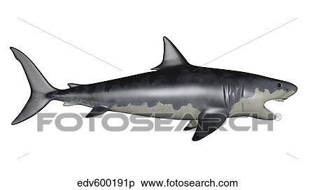 Megalodon dinosaur. View Large Illustration Stock Illustration - Megalodon dinosaur.. Fotosearch