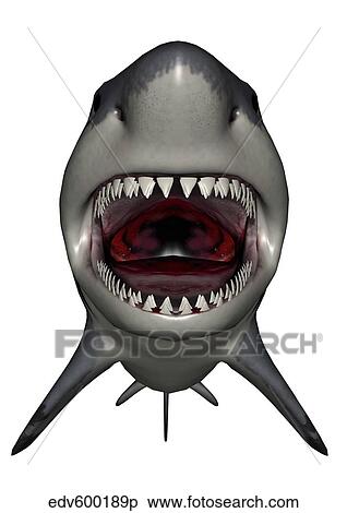 Megalodon dinosaur with mouth open. View Large Illustration Stock Illustration - Megalodon dinosaur with mouth open.. Fotosearch