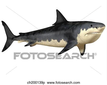 Stock Illustration - Megalodon shark, an enormous predator from the Cenozoic Era.. Fotosearch