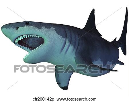 Megalodon shark, an enormous predator from the Cenozoic Era. View Large Illustration Stock Illustration - Megalodon shark, an enormous predator from the Cenozoic Era.. Fotosearch