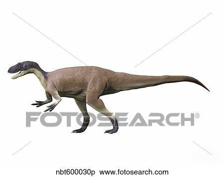 Megalosaurus bucklandii, Middle Jurassic of England. View Large Illustration Stock Illustration - Megalosaurus bucklandii, Middle Jurassic of England.. Fotosearch