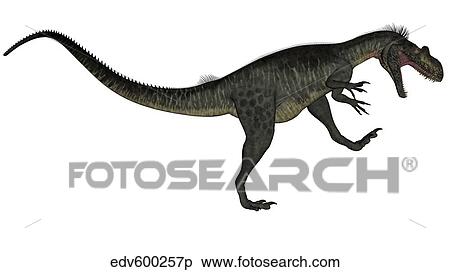 Megalosaurus dinosaur roaring, white background. View Large Illustration Stock Illustration - Megalosaurus dinosaur roaring, white background.. Fotosearch