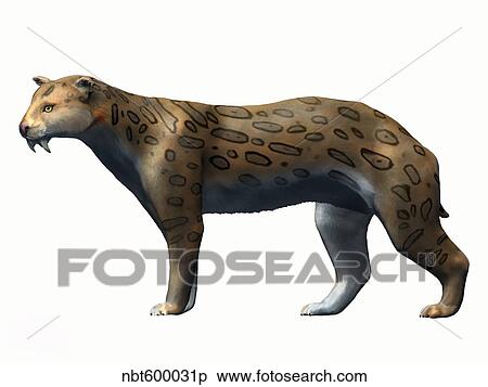 Megantereon cultridens, Pliocene of Europe. View Large Illustration Stock Illustration - Megantereon cultridens, Pliocene of Europe.. Fotosearch