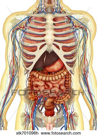 menselijk lichaam, met, inwendige organen, zenuwgestel, lymphatic