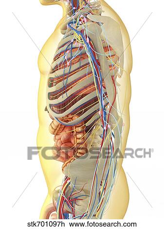 menselijk lichaam, met, inwendige organen, zenuwgestel, lymphatic