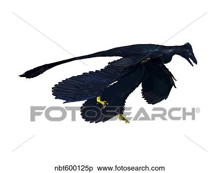 Microraptor dinosaur. View Large Illustration Stock Illustration - Microraptor dinosaur.. Fotosearch