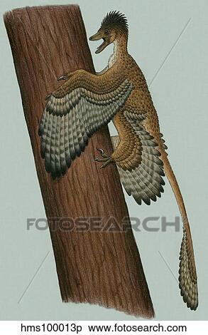 Microraptor gui, a small theropod from the Early Cretaceous period. View Large Illustration Stock Illustration - Microraptor gui, a small theropod from the Early Cretaceous period.. Fotosearch
