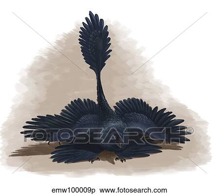 Microraptor gui spreads its four wings to look as large as possible. View Large Illustration Stock Illustration - Microraptor gui spreads its four wings to look as large as possible.. Fotosearch