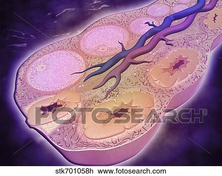 Microscopic cross section of a female ovary. View Large Illustration Drawing - Microscopic cross section of a female ovary.. Fotosearch