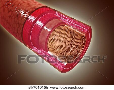 Microscopic cross section view of the small intestine. View Large Illustration Drawing - Microscopic cross section view of the small intestine.. Fotosearch