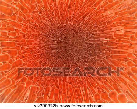 Drawing - Microscopic view inside of the artery with intestinal villi.. Fotosearch