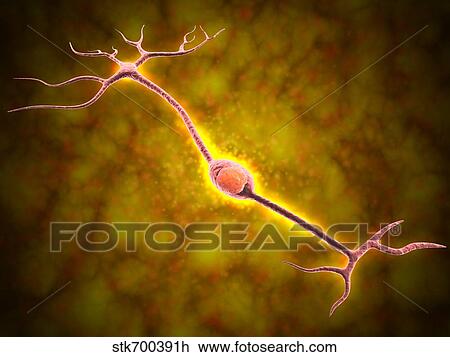 Microscopic view of a bipolar neuron. View Large Illustration Drawing - Microscopic view of a bipolar neuron.. Fotosearch