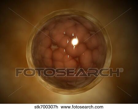 Drawing - Microscopic view of a blastula during pregnancy.. Fotosearch