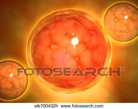Microscopic view of a blastula during pregnancy. View Large Illustration Drawing - Microscopic view of a blastula during pregnancy.. Fotosearch