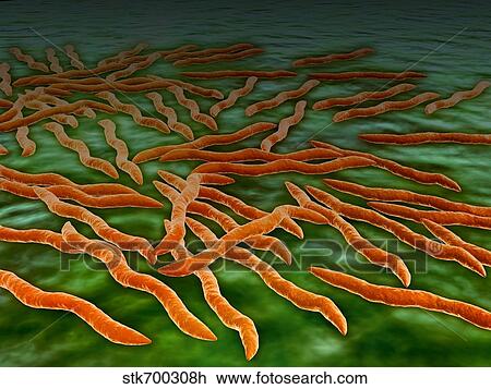 Microscopic view of a group of Borrelia burgdorferi bacteria. View Large Illustration Drawing - Microscopic view of a group of Borrelia burgdorferi bacteria.. Fotosearch