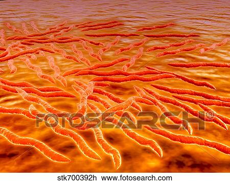 Drawing - Microscopic view of a group of Borrelia burgdorferi.. Fotosearch
