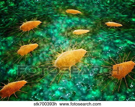Microscopic view of a group of macrophages. View Large Illustration Drawing - Microscopic view of a group of macrophages.. Fotosearch
