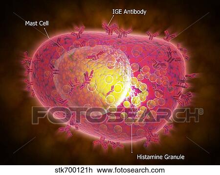 Drawing - Microscopic view of a mast cell.. Fotosearch
