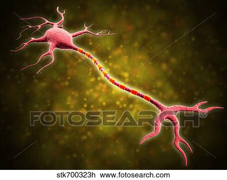 Microscopic view of a multipolar neuron. View Large Illustration Drawing - Microscopic view of a multipolar neuron.. Fotosearch