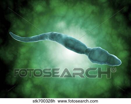 Microscopic view of a single male sperm cell. View Large Illustration Drawing - Microscopic view of a single male sperm cell.. Fotosearch
