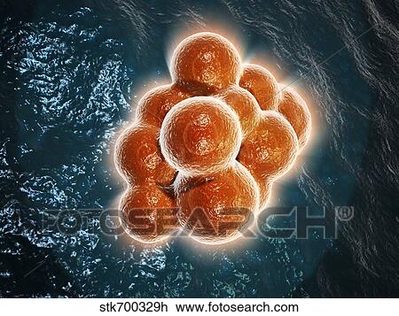 Drawing - Microscopic view of a stem cell.. Fotosearch