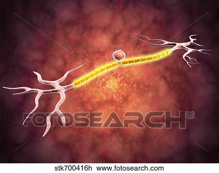 Drawing - Microscopic view of a unipolar neuron.. Fotosearch